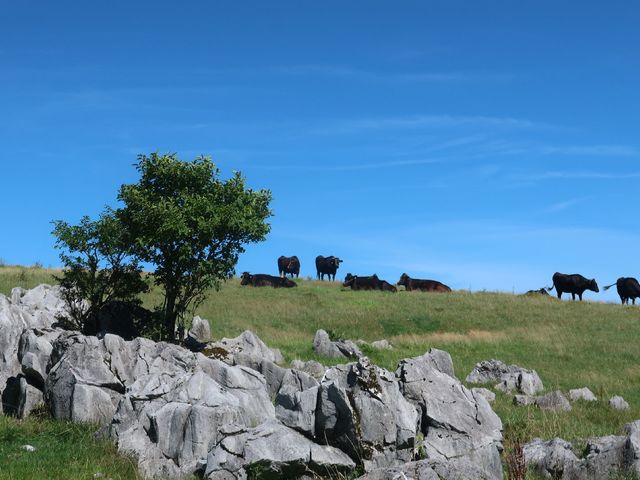 エンジョイ四国カルストの写真1