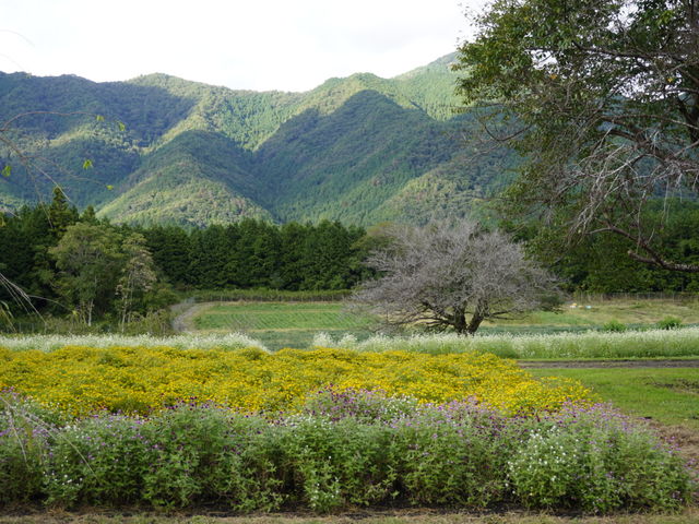 やくの高原は色んな花々が咲いています。_やくの高原観光農園