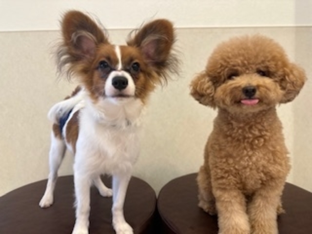 犬カフェらいち