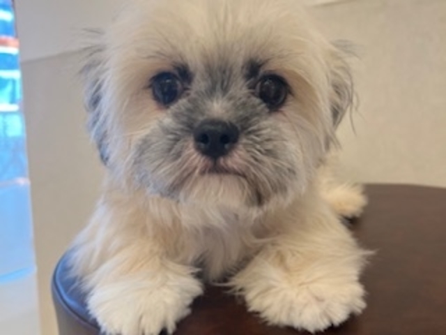 犬カフェらいち
