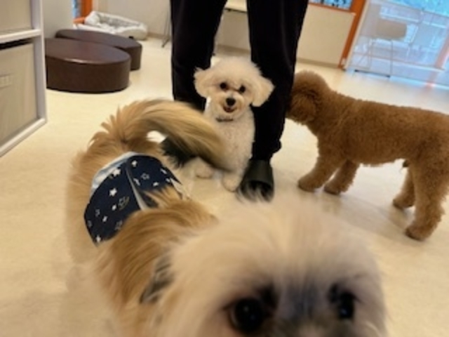犬カフェらいち