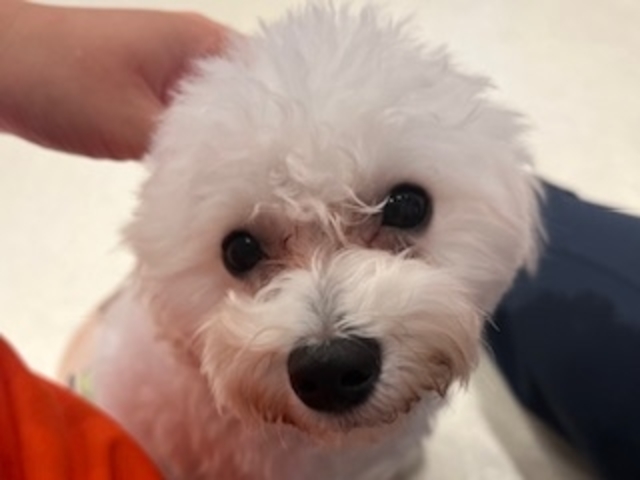 犬カフェらいち