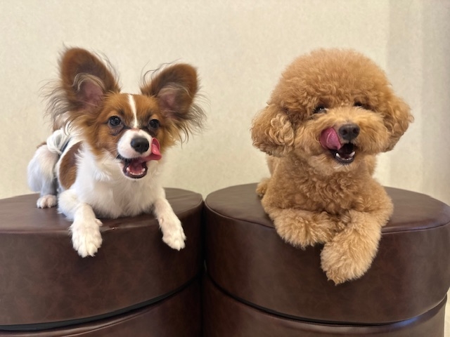 犬カフェらいち