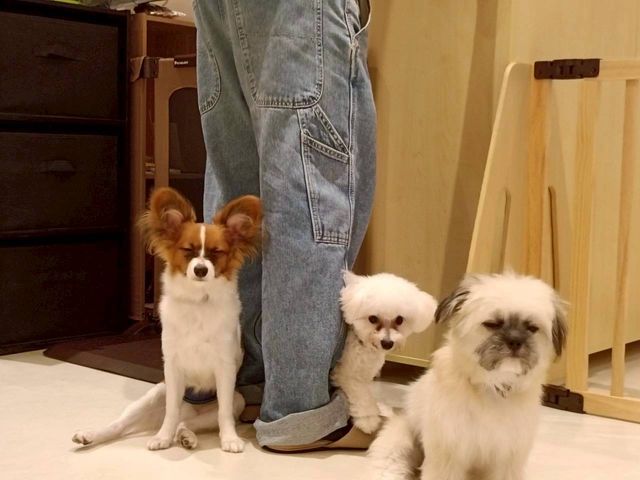 犬カフェらいち