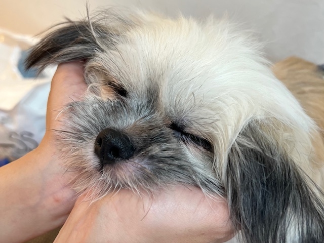 犬カフェらいち