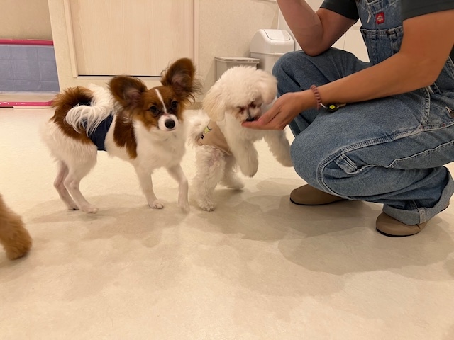 犬カフェらいち