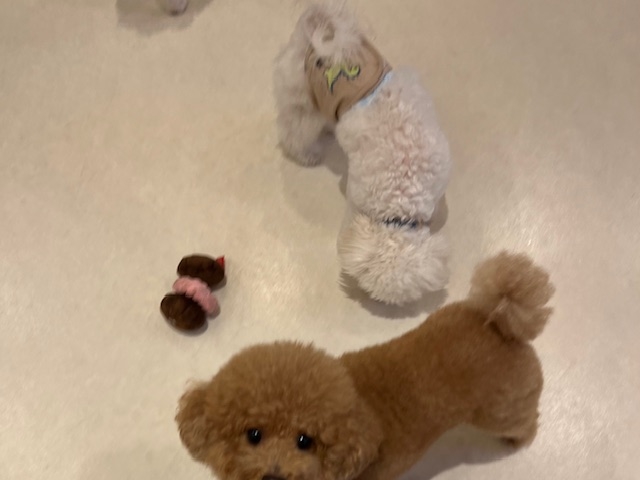 犬カフェらいち
