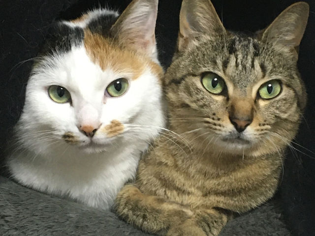 陶房みっけの社長のミケと雑用係のキジです。
陶房内に猫はおりませんが、アレルギーをお持ちの方はご留意くださいませ。
_陶房 みっけ