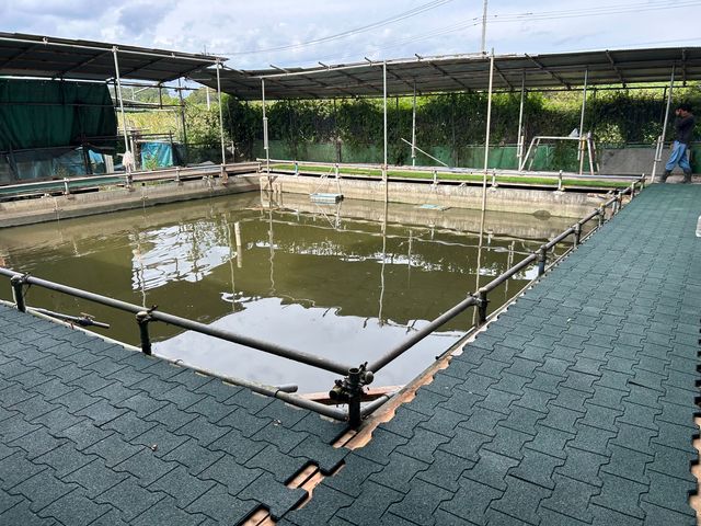 すっぽん釣り堀