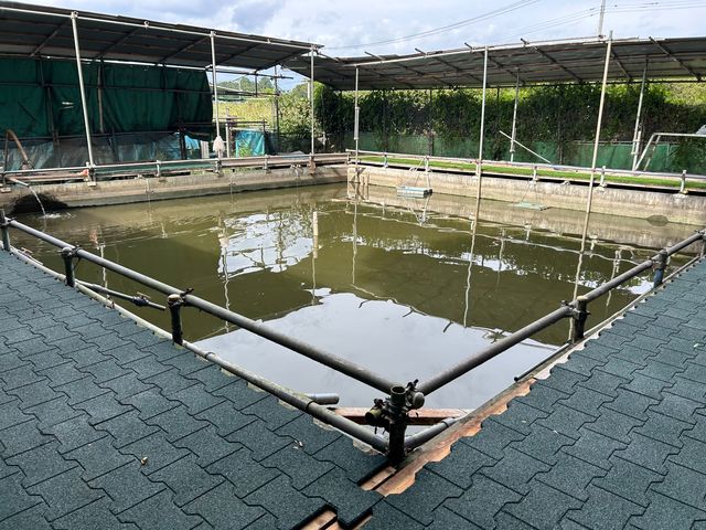 すっぽん釣り堀