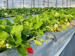 えびす苺園の写真1