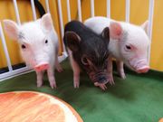 マイクロブタカフェぶぶはぴの写真3