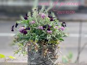 Scent of Gardeniaの写真4