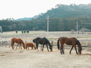ノーマ・ホースヴィレッジの写真4