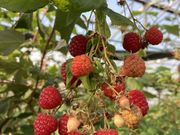 川上農園(ニッポンルーバス)の写真2