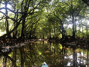 オアーズマン西表島の写真2