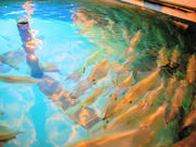 呼子台場 大漁鮮華の写真3