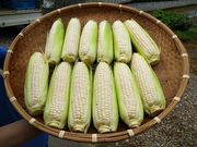 松田農園の写真2