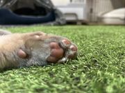 保護猫カフェ Cat Spaceの写真3