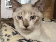 保護猫アンドゥの写真2