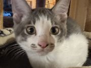 保護猫アンドゥの写真3