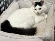 保護猫アンドゥの写真4