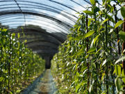 AMAMIバニラファームカフェPolePoleの写真4