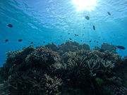 MarinShopCoralの写真2