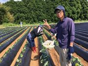 細松芋畑の写真3