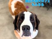 大型犬ふれあいカフェもふちる岡山店の写真2