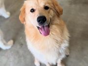 大型犬ふれあいカフェもふちる岡山店の写真3