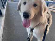 大型犬ふれあいカフェもふちる東京港区店の写真2