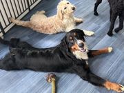 大型犬ふれあいカフェもふちる東京港区店の写真4