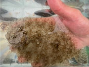 ファミリープランの写真4