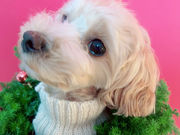 Daisy Gardenの写真3