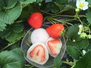 さぬき農園ぐらしの写真2