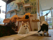 保護猫カフェ にゃんプチーノの写真2