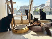 保護猫カフェ にゃんプチーノの写真3