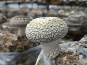 西河農園株式会社の写真3