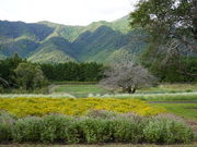 やくの高原観光農園の写真3