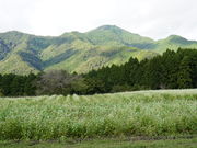 やくの高原観光農園の写真4