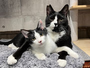 保護猫カフェ neu。の写真2