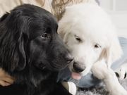 大型犬カフェ PawsFanの写真3