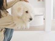 大型犬カフェ PawsFanの写真4