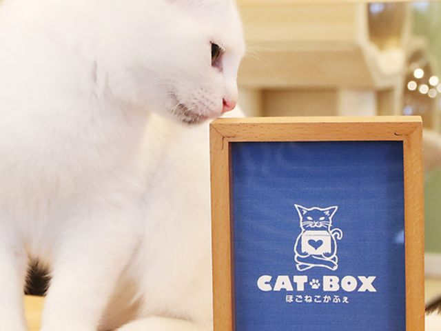 CATBOX ほごねこかふぇの写真1