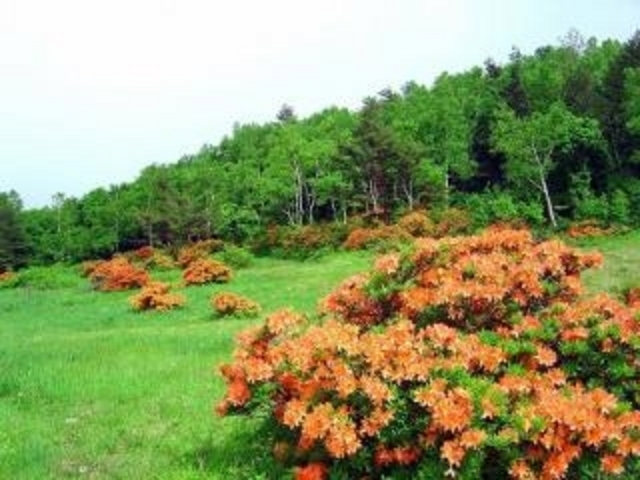 平庭高原の写真1
