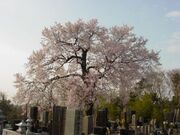 阿弥陀堂のエドヒガンザクラの写真1