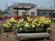 奥戸ローズガーデンの写真1