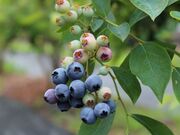 ベリーコテージの写真2