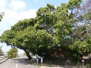 あこう群落の写真1